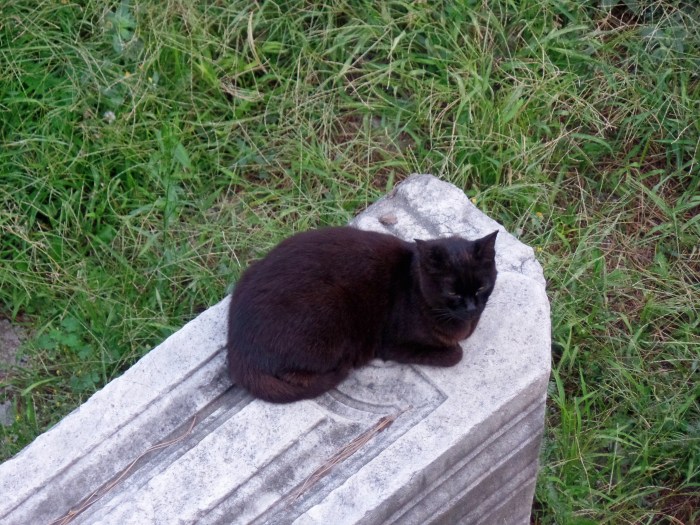 SAMSUNG CAMERA PICTURES